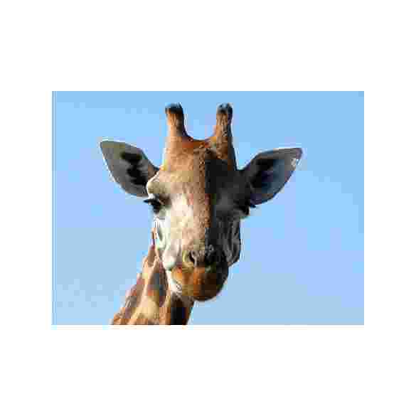 giraffe-2163578-1920.jpg
