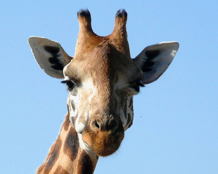 giraffe-2163578-1920.jpg